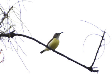blue tit on branch