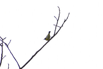 bird on branch