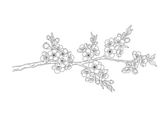 Delicate sprigs of flowers on a thin stem displaying a naturalistic illustration