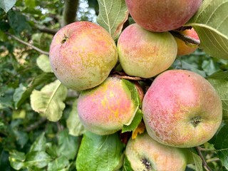 Apfel hängen am Baum