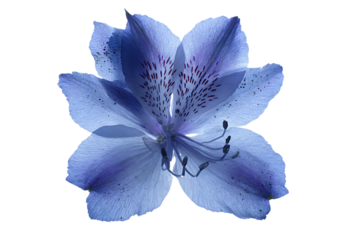 Close up of a single blue azalea blossom.