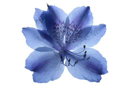 Close up of a single blue azalea blossom.