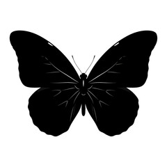 butterfly isolated on white