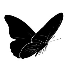 butterfly vector illustration