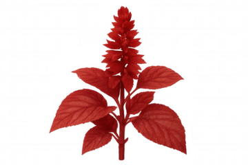 Vivid red bloom blossoming against transparent backdrop, lending elegant botanical accent to graphic design compositions