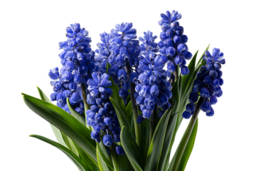 blue hyacinth flower