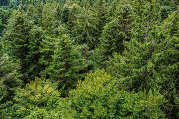 Dichtes Waldgebiet mit verschiedenen Baumarten in der natürlichen Umgebung