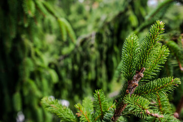 Nahaufnahme von Tannenzweigen im Spätsommer mit frischem Grün und einer ruhigen Hintergrundlandschaft