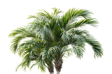 palm tree isolated