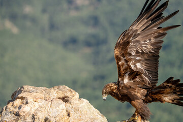Golden eagle (Aquila chrysaetos) photographed in Spain