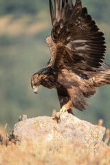 Golden eagle (Aquila chrysaetos) photographed in Spain