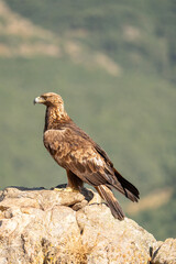 Golden eagle (Aquila chrysaetos) photographed in Spain
