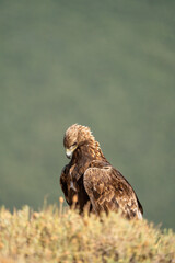 Golden eagle (Aquila chrysaetos) photographed in Spain