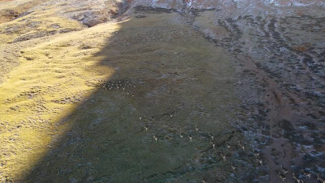 An aerial view of a herd of Marco Polo sheep running across a dry, grassy field with some snow patches and rocks