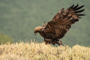 Golden eagle (Aquila chrysaetos) photographed in Spain