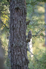 Eurasian jay (Garrulus glandarius) photographed in Spain