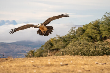 Bearded Vulture (Gypaetus barbatus) photographed in Spain