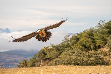 Bearded Vulture (Gypaetus barbatus) photographed in Spain