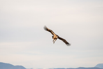 Obraz premium Griffon vulture (Gyps fulvus) photographed in Spain