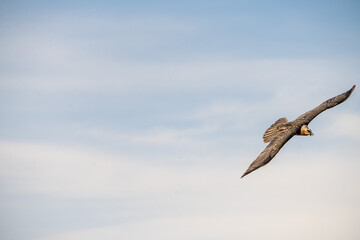 Bearded Vulture (Gypaetus barbatus) photographed in Spain