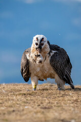 Bearded Vulture (Gypaetus barbatus) photographed in Spain