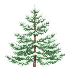 Snow Covered Green Spruce Tree Isolated on White Background in Winter Holiday Season