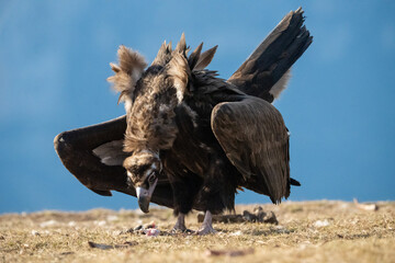 Black vulture (Aegypius monachus) photographed in Spain