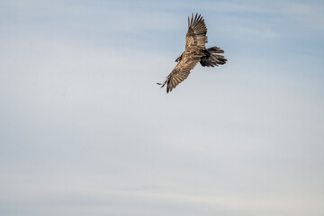 Bearded Vulture (Gypaetus barbatus) photographed in Spain
