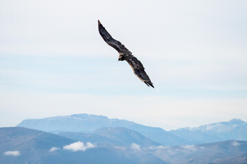 Bearded Vulture (Gypaetus barbatus) photographed in Spain