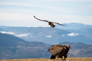 Bearded Vulture (Gypaetus barbatus) photographed in Spain