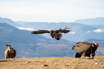 Bearded Vulture (Gypaetus barbatus) photographed in Spain