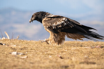 Bearded Vulture (Gypaetus barbatus) photographed in Spain