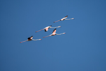 Greater flamingo (Phoenicopterus roseus) photographed in Spain