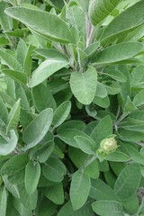 Salbei
