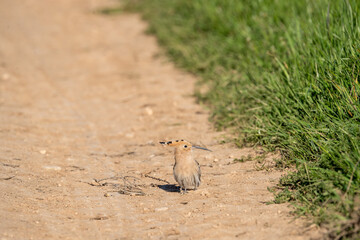 Common hoopoe (Upupa epops) photographed in Spain