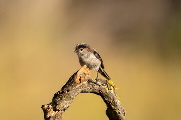 Common Myth (Aegithalos caudatus) photographed in Spain