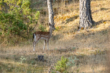 Common Fallow Deer (Dama dama) photographed in Spain