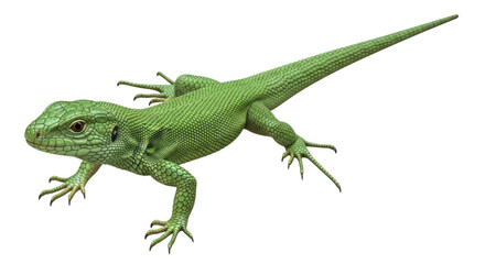 Isolated green lizard