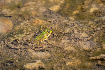 Common frog (Pelophylax perezi) photographed in Spain