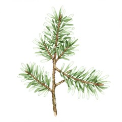 Isolated Watercolor Painting of Green Pine Branch with Needles on White Background