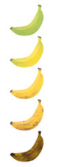 A Set of Banana Ripening Stages from Green to Brown Illustration