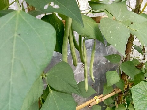 Fototapeta Vegetable plant: Snaps (Phaseolus vulgaris), agricultural theme.