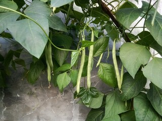 Vegetable plant: Snaps (Phaseolus vulgaris), agricultural theme.