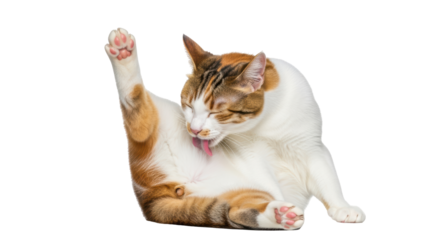 Isolated Cat Licking Fur