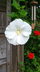 White hibiscus flower near wooden fence and red roses