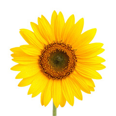 Fototapeta premium Sunflower with Dewdrops isolated on white