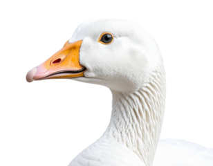  Front-Facing White Goose, Slightly Turned Head, Isolated on Transparent Background