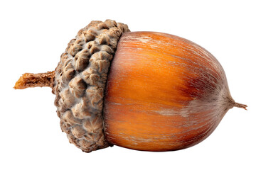 single acorn isolated on white background