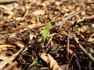Young Green Sprout Growing from Ground.