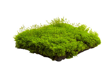 Lush green moss  isolated on white background